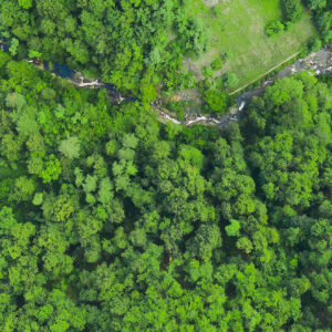 Green forest and flowing river, aerial view. Texture of green forest.